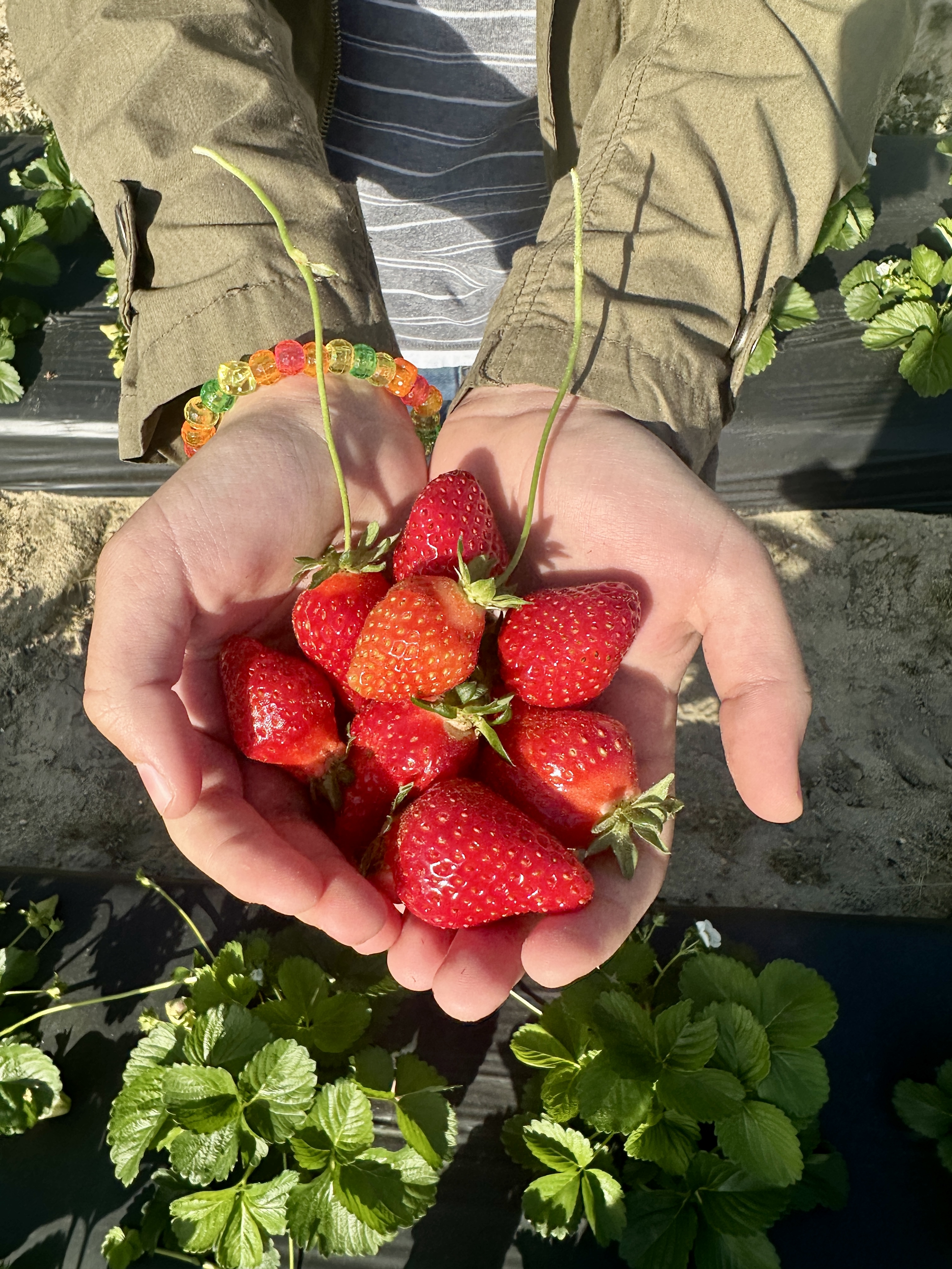 Strawberry Time